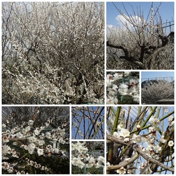 あきる野周辺の桜.jpg